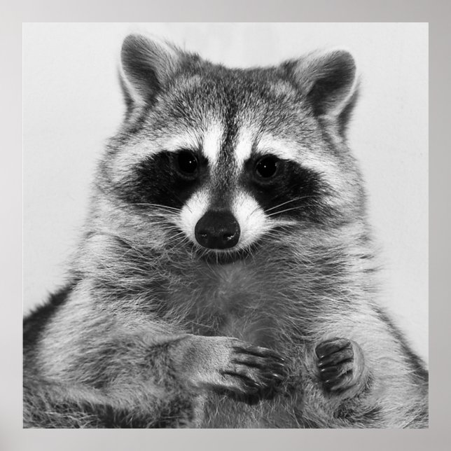 Raccoon Black And White Portrait Poster (Front)