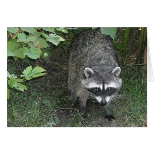 Raccoon _ Blank