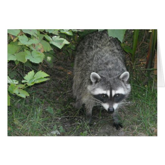 Raccoon - Blank Cards (Front Horizontal)
