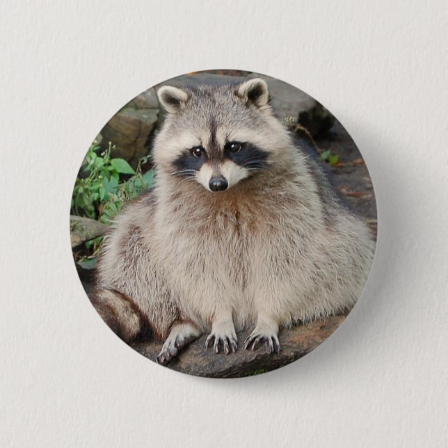 Raccoon Button (Front)