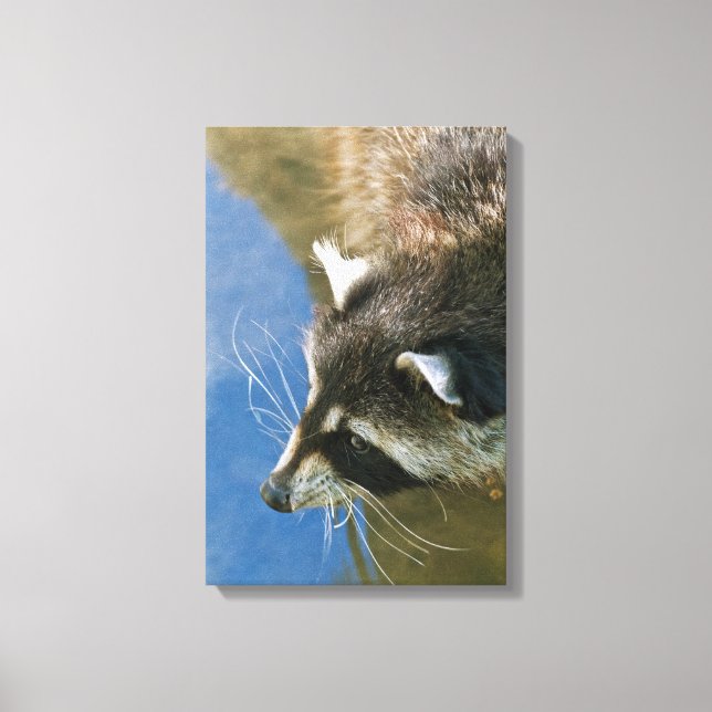 Raccoon Canvas Print (Front)