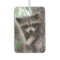 Raccoon