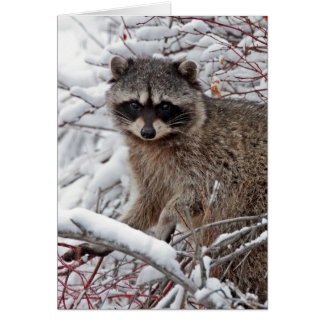 Raccoon Cards