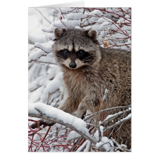 Raccoon Cards (Front)