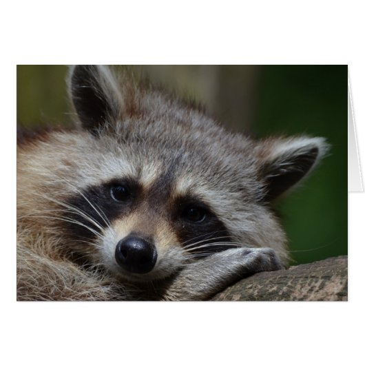 Raccoon Cards (Front Horizontal)