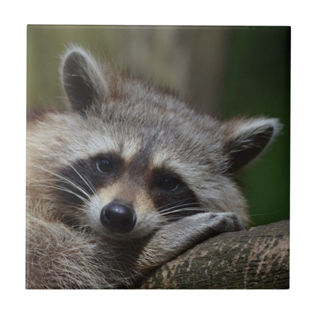 Raccoon Ceramic Tile (Front)
