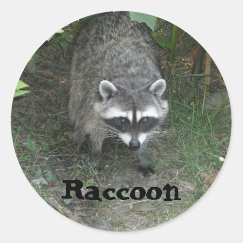 Raccoon Classic Round Sticker