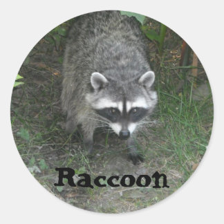 Raccoon Classic Round Sticker