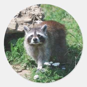 Raccoon Classic Round Sticker by Theraven14 at Zazzle
