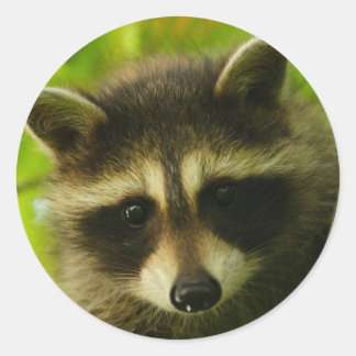 raccoon classic round sticker