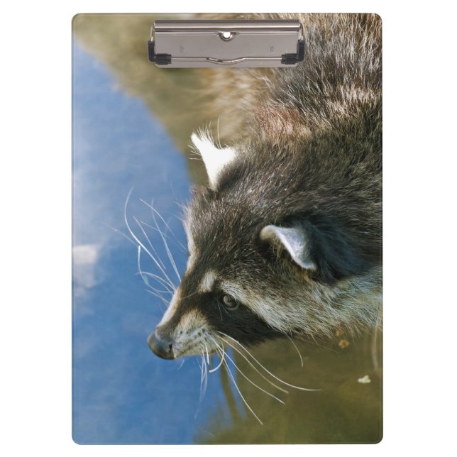 Raccoon Clipboard (Front)