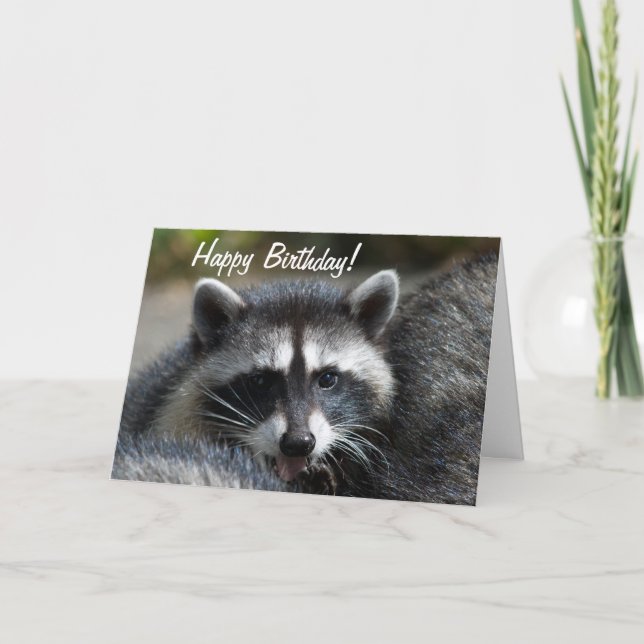 Raccoon Close-Up Card (Front)