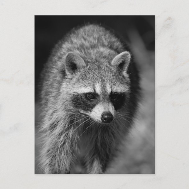 Raccoon Close Up Portrait - Wildlife Photography Postcard (Front)