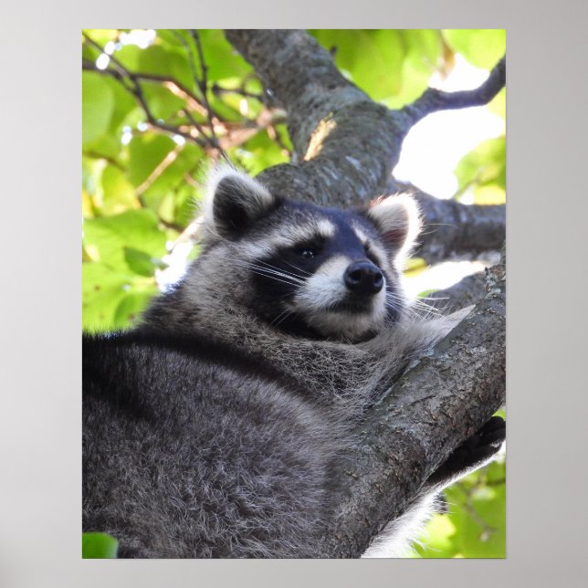 Raccoon Close Up Poster (Front)