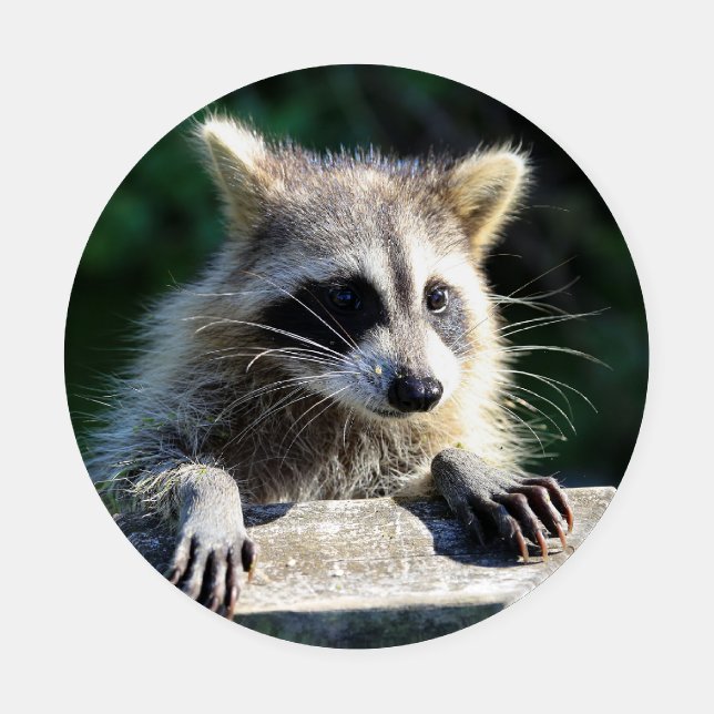 Raccoon Coaster set  (Single)
