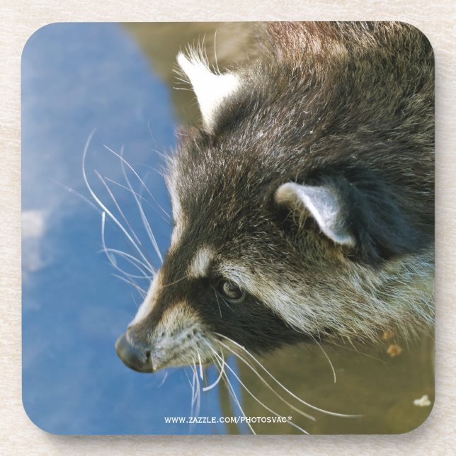 Raccoon Drink Coaster (Front)