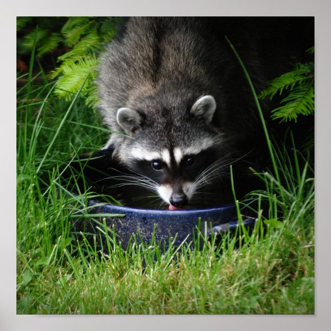 Raccoon Drinking Print (Front)