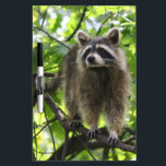 Raccoon Dry-Erase Board<br><div class="desc">Raccoon</div>