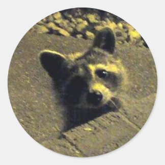 Raccoon ~ Face of an Angel Classic Round Sticker