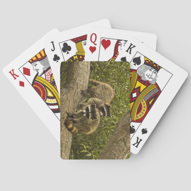 Raccoon Family Poker Cards (Back)