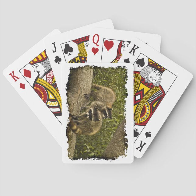 Raccoon Family White Edge Poker Cards (Back)