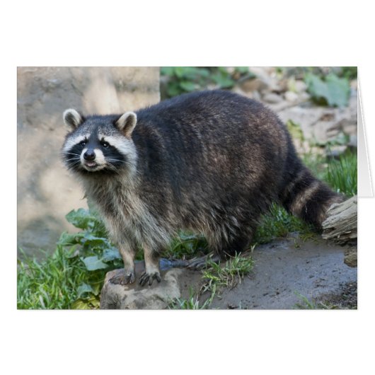 Raccoon Greeting Card (Front Horizontal)