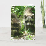 Raccoon Habitat Greeting Card