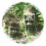 Raccoon Habitat Stickers