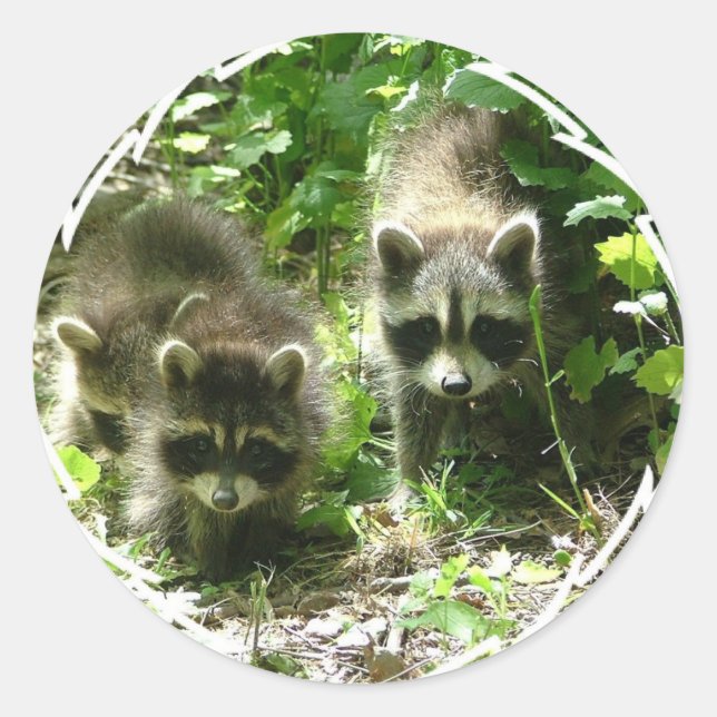 Raccoon Habitat Stickers (Front)