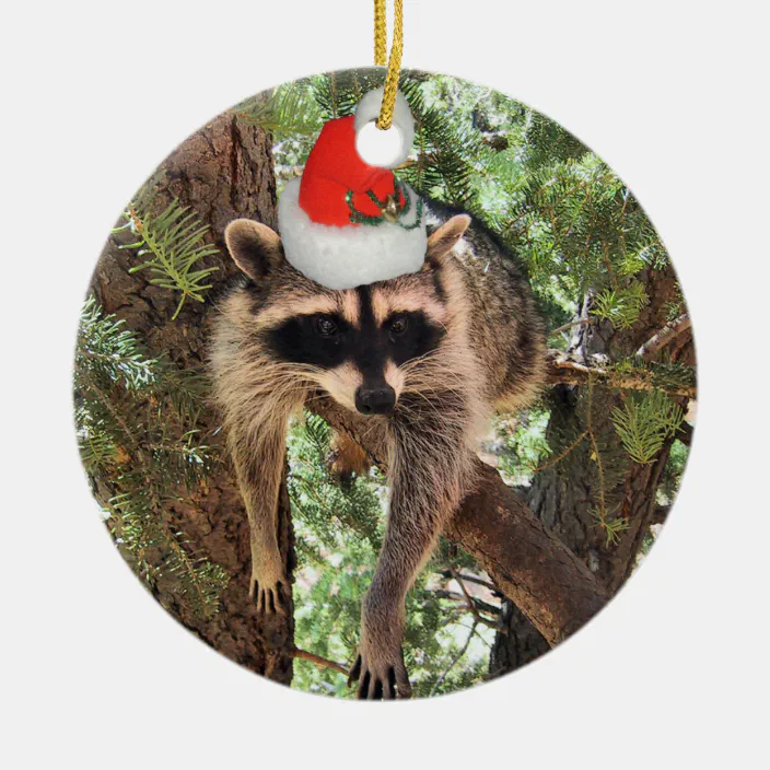Raccoon in santa hat clearance