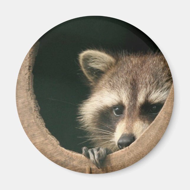 Raccoon hide-and-seek magnet (Front)
