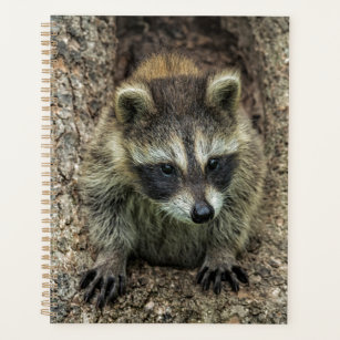 Raccoon in a Tree Hollow Planner