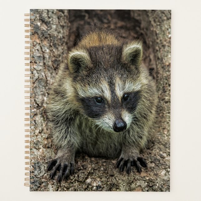 Raccoon in a Tree Hollow Planner (Front)