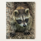 Raccoon in a Tree Hollow Planner (Back)