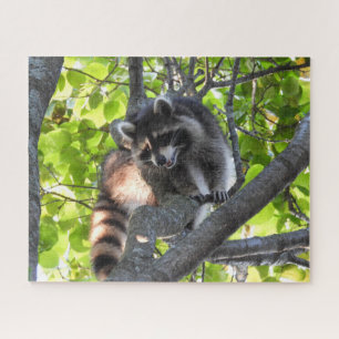 Raccoon in a Tree Jigsaw Puzzle