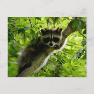 Raccoon in Green Tree Cute gray masked raccoon Postcard