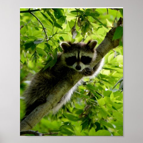 Raccoon in Green Tree Cute gray masked raccoon Poster