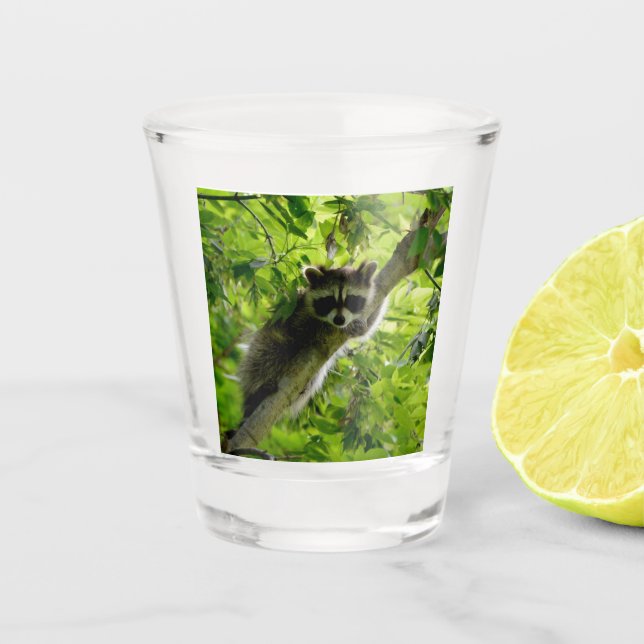 Raccoon in Green Tree Cute gray masked raccoon Shot Glass (Front)