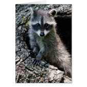 Raccoon in the Den (Front)