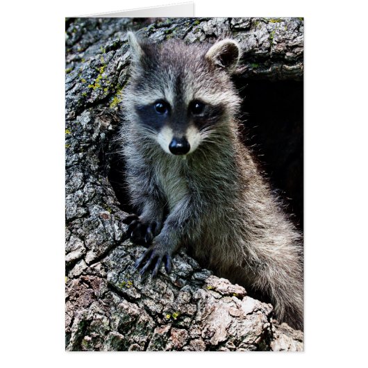 Raccoon in the Den (Front)