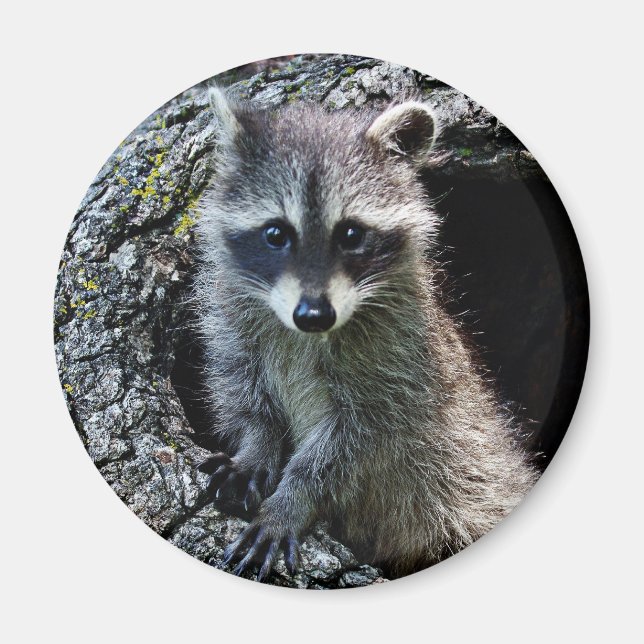 Raccoon in the Den Magnet (Front)