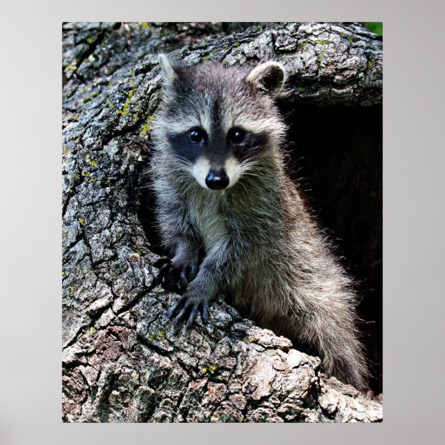 Raccoon in the Den Poster (Front)