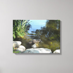 Raccoon in the Stream Canvas Print