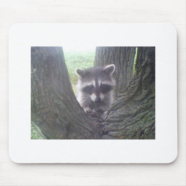 Raccoon In Tree Mouse Pad (Front)