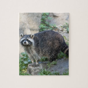 Raccoon Jigsaw Puzzle
