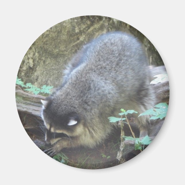 Raccoon Magnet (Front)