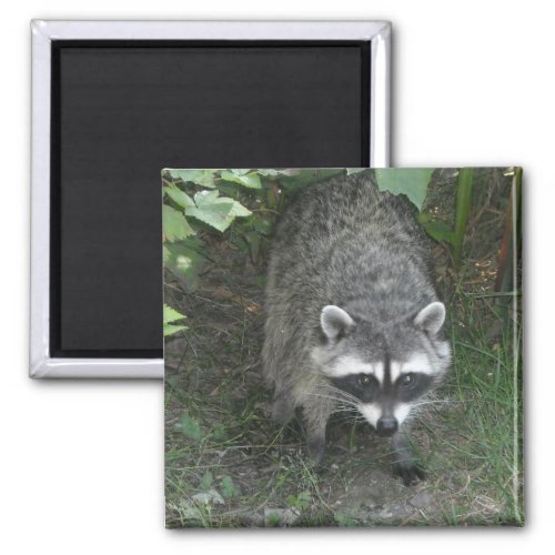 Raccoon Magnet