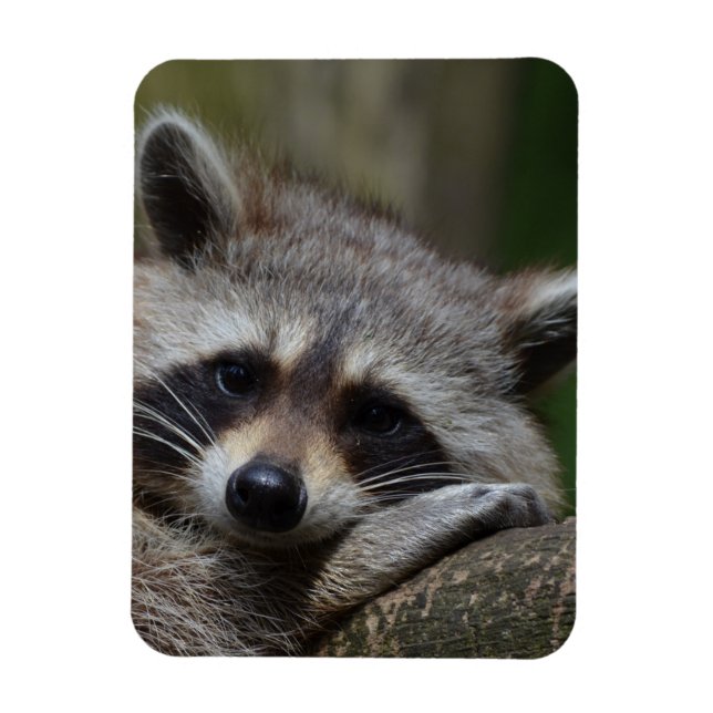 Raccoon Magnet (Vertical)