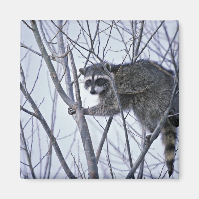 Raccoon Magnet (Front)