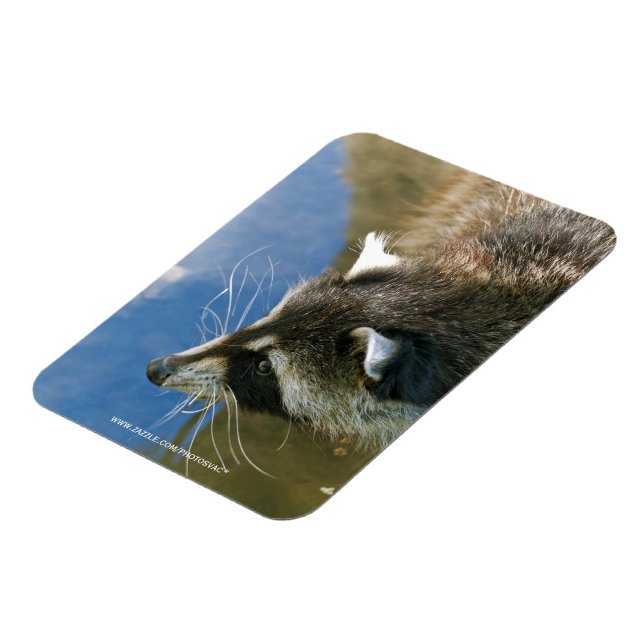 Raccoon Magnet (Left Side)